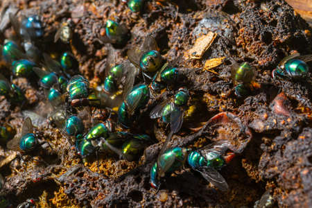 Green bottle Flies feeding on dung in an English field.