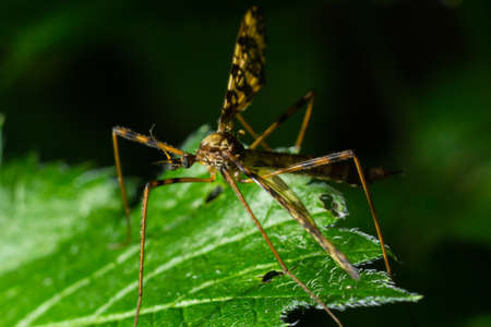 Limoniinae sits on a sheet on a green leaf in the forest. Summer.の写真素材