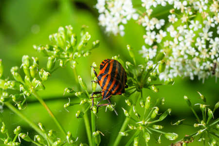 Colorful Striped Bug or Minstrel Bug Graphosoma lineatum, Graphosoma italicum. Insects of natural...