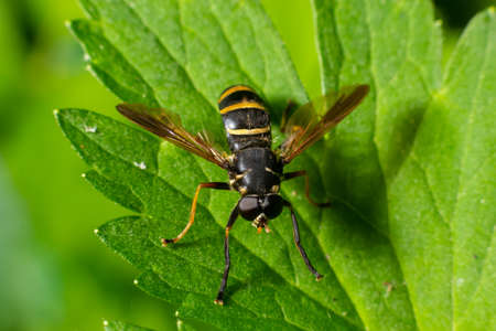 A Yellow-haired Falsehorn is resting on a green leaf. in the summer forest, sunny day. In the...