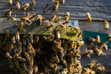 A lot of bees returning to bee hive and entering beehive with collected floral nectar and flower...