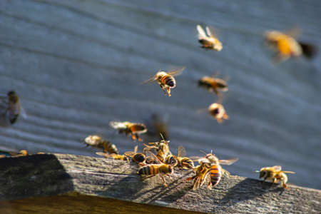 Close up of flying bees. Wooden beehive and bees. Plenty of bees at the entrance of old beehive in apiary. Working bees on plank. Frames of a beehive.の写真素材