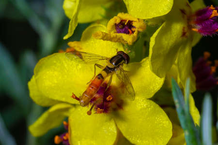 Macro of a long hoverfly Sphaerophoria scripta of the Syrphidae family on a yellow flower.