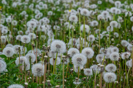 Dandelion field. A lot of dandelions. Glade of dandelions juicy green summer lightness. macro...
