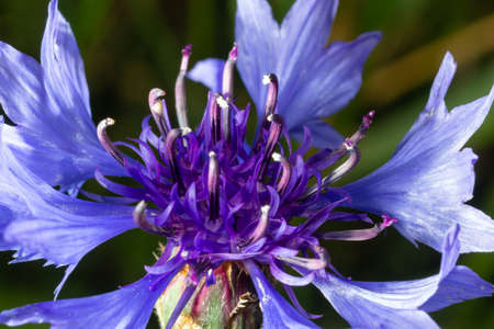 Beautiful spring flowers Blue Centaurea cyanus on background. Blue flowers pattern. macro photo.の写真素材