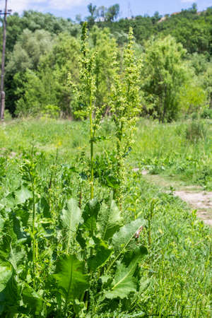 A bloom of bright green flower of sorrel closeup outdoors in nature in sunny June in summer season....