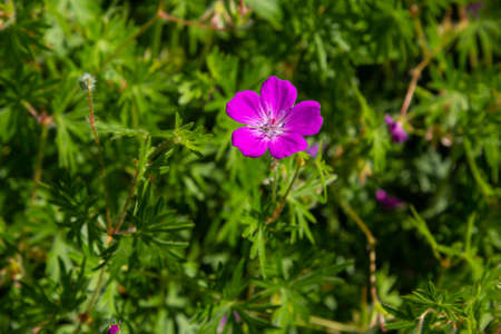 Purple flowers of Wild Geranium maculatum close up. Spring nature, spring garden. Geranium maculatum, the wild geranium is a perennial plant native to woodland.の写真素材