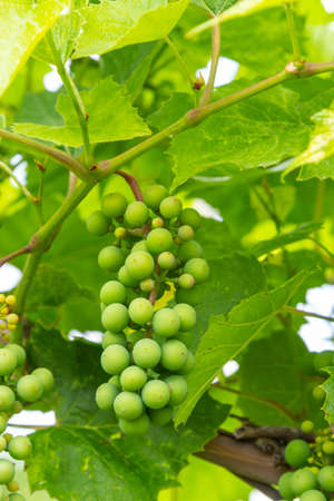 Close up green and underripe grape bunches hanging on tree. Bunches of grapes maturing on a vine....
