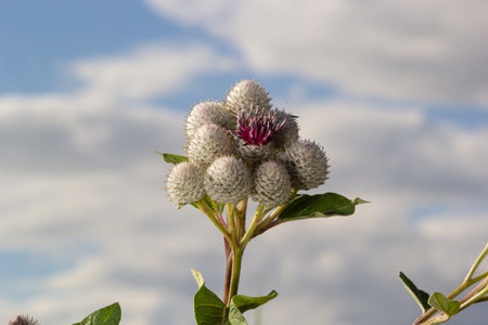 Arctium tomentosum, commonly known as the woolly burdock or downy burdock, is a species of burdock belonging to the family Asteraceae.の写真素材