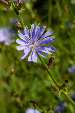 Blue flowers of chicory on the background of the summer landscape.の写真素材