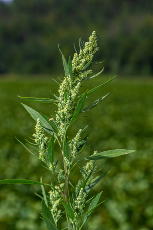 Chenopodium album is also called lamb's quarters, melde, goosefoot or fat-hen.の写真素材