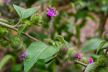 Flowers of Great Burdock Arctium lappa. Selective focus with shallow depth of field.の写真素材