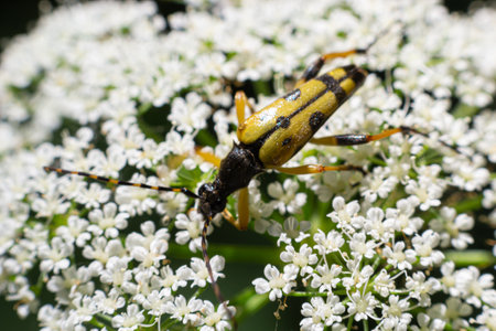 Closeup on a Spotted longhorn beetle, Leptura maculata on the white flower of a Wild carrot, Daucus carota.の写真素材