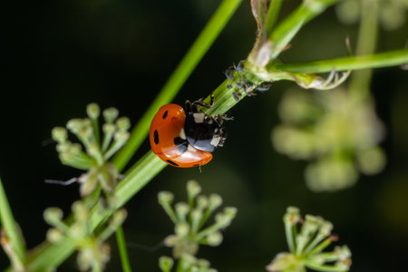 Macro of spring red ladybug Coccinella septempunctata on green leaf in forest, natural environment.の写真素材