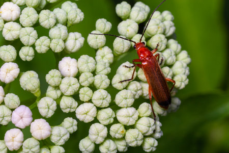 The common red soldier beetle Rhagonycha fulva, also misleadingly known as the bloodsucker beetle,...