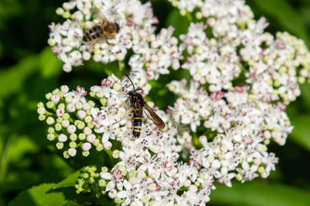 Paranthrene tabaniformis on elder flower close-up. In the natural environment, near the forest in summer.の写真素材