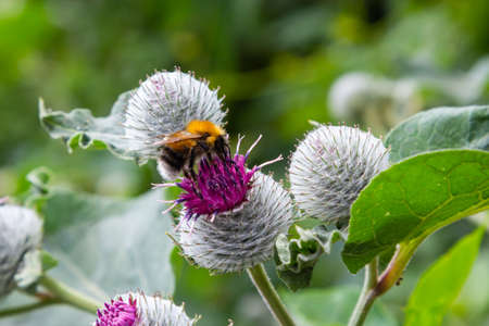 Bumblebee collects nectar in burdock flower. The insect is crawling over the flowers.の写真素材