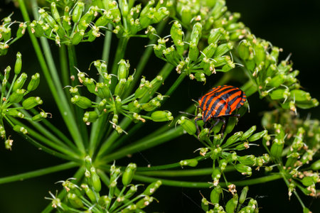Colorful Striped Bug or Minstrel Bug Graphosoma lineatum, Graphosoma italicum. Insects of natural...