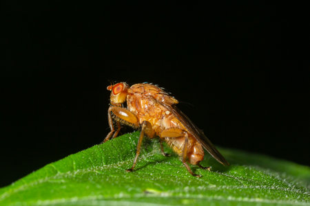 Macro of a fruit fly Xyphosia miliaria of the Tephritidae family on a budrock flower.
