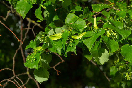Linden branch with green leaves and buds before flowering.の写真素材