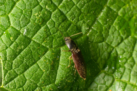 Agrypnus murinus is a click beetle a species of beetle from the family of Elateridae. It is commonly...