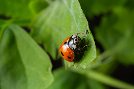 Macro of spring red ladybug Coccinella septempunctata on green leaf in forest, natural environment.の写真素材