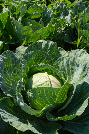 Cabbage grow in the garden. agriculture. Healthy and healthy food for humans. The cultivation of cabbage.の写真素材