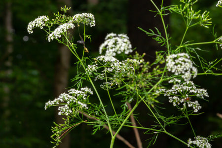 Daucus carota inflorescence, showing umbellets. White small flowers on garden. Blooming vegetables in the garden.の写真素材