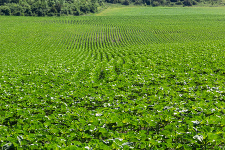 In the field, young sunflower using herbicides is protected from weeds.の写真素材