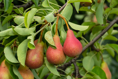pearl tree. Pear green garden with fruit. natural environment, outdoors.