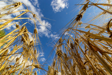 field of golden wheat and blue sky, agricultural field.の写真素材