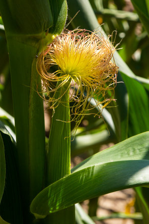 Corn Plantation Food. close up of a corn field in the countryside, many young corns are grown for...