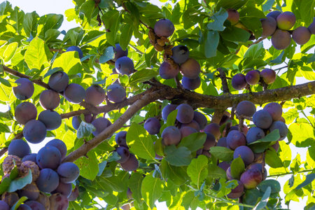 Plum tree with juicy fruits on sunset light.