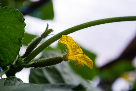 Young green cucumbers vegetables hanging on lianas of cucumber plants in green house.の素材 [FY310195851607]