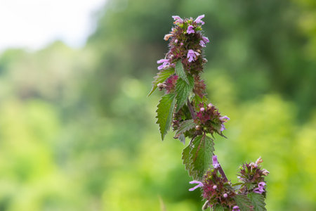 Deaf nettle blooming in a forest, Lamium purpureum. Spring purple flowers with leaves close up.の写真素材