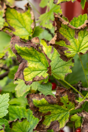 Gallic aphid on the leaves of red currant. The pest damages the currant leaves, red bumps on the leaves of the bush from the parasite disease.の写真素材