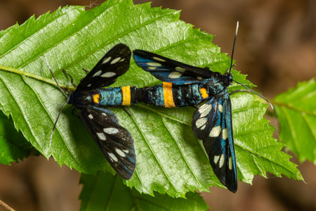 Close up of a nine spotted moth Amata phegea with spread wings.の写真素材