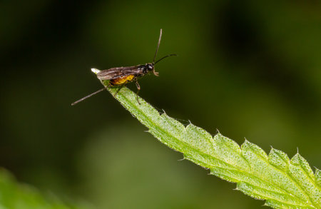 Adult Ichneumonid Wasp of the Superfamily Ichneumonoidea.