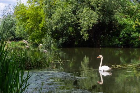 Mute swan Cygnus olor gliding across a river. summer sunny day natural environment.