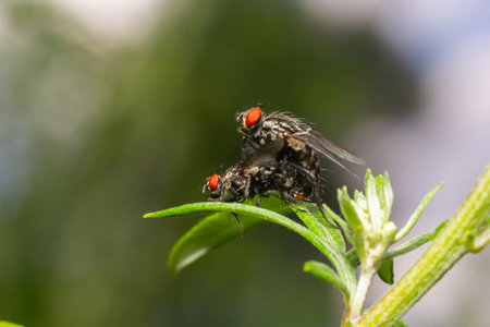 Macro of common flesh flies Sarcophaga carnaria mating on a green leaf.の写真素材