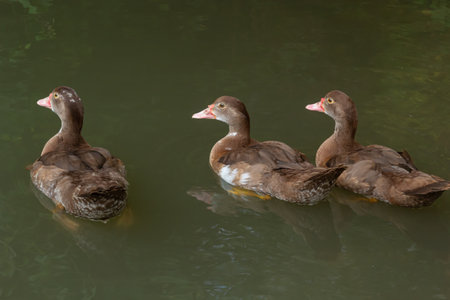 The hardhead duck ,Aythya australisis a chocolate brown diving duck with white rump and large white panels in the wings and male has white eyes while female is slightly paler with dusky eyes.の写真素材