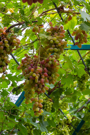 Ripe grapes grow on bushes. Bunch of grapes before harvest.の写真素材