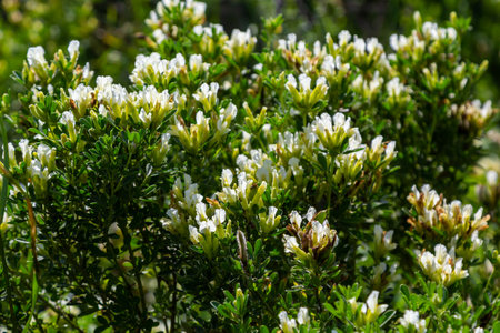 In the spring Chamaecytisus ruthenicus blooms in the wild.の写真素材