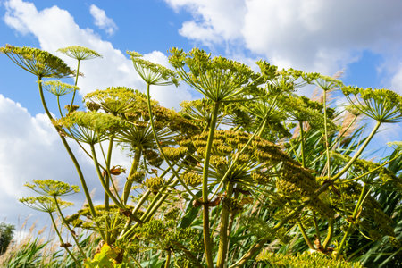 Heracleum Sosnowskyi on blue sky background. All parts of Heracleum Sosnowskyi contain the intense...