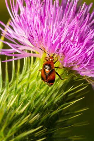 Mirid bug on thistle flower. summer sunny day natural environment.の写真素材