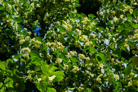 Linden yellow blossom of Tilia cordata tree small-leaved lime, little leaf linden flowers or small-leaved linden bloom, banner close up. Botany blooming trees with white flowers.の写真素材