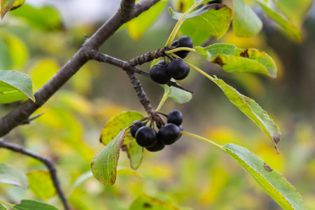 Branch of Common buckthorn Rhamnus cathartica tree in autumn. Beautiful bright view of black berries...