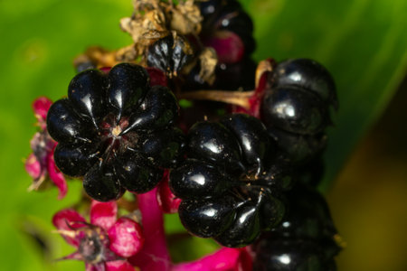 Phytolacca americana, Pokeweed berries. Garden decoration herbal plant.の写真素材