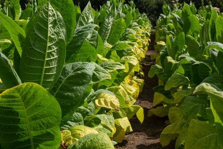 Green leaf tobacco in a blurred tobacco field background, close up. Tobacco big leaf crops growing in tobacco plantation field.の写真素材