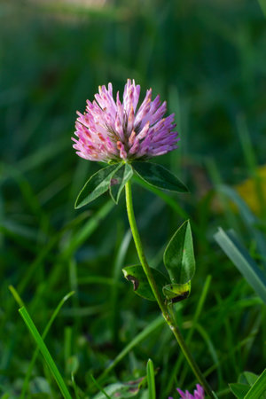 Macro shooting of Clover Trifolium pratense or trefoil flower herbal on blurred nature background in sunshine day at spring or summer season.の写真素材